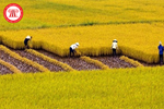 Mục tiêu phát triển bền vững một triệu héc-ta chuyên canh lúa chất lượng cao vùng ĐBSCL đến 2030