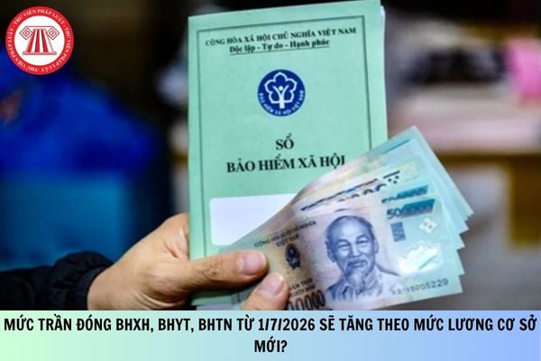 Pháp luật