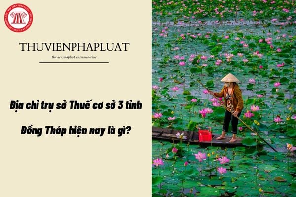 Pháp luật