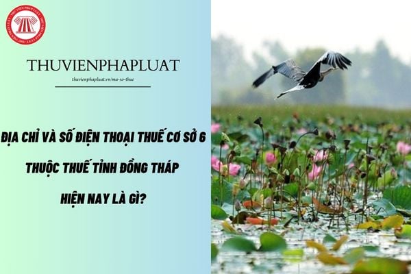 Pháp luật
