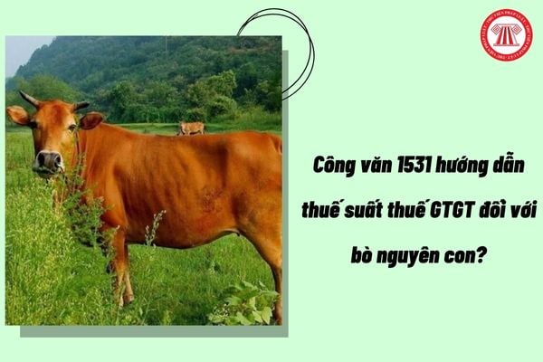 Công văn 1531 hướng dẫn thuế suất thuế GTGT đối với bò nguyên con?