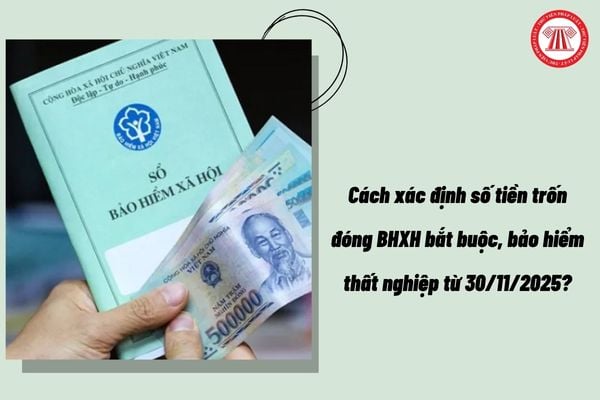 Pháp luật