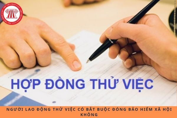 Pháp luật