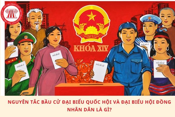Pháp luật