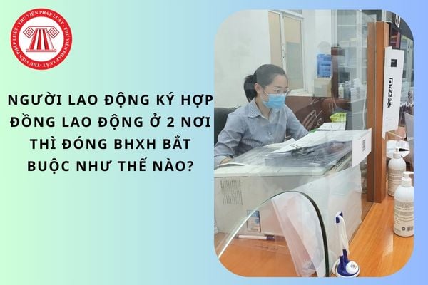 Pháp luật