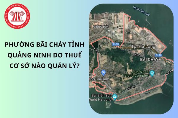 Pháp luật
