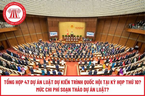 Pháp luật