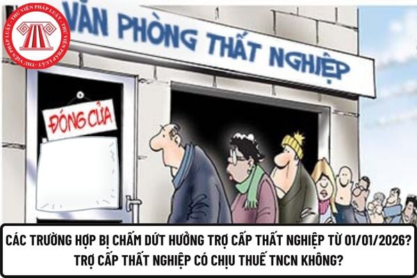 Pháp luật