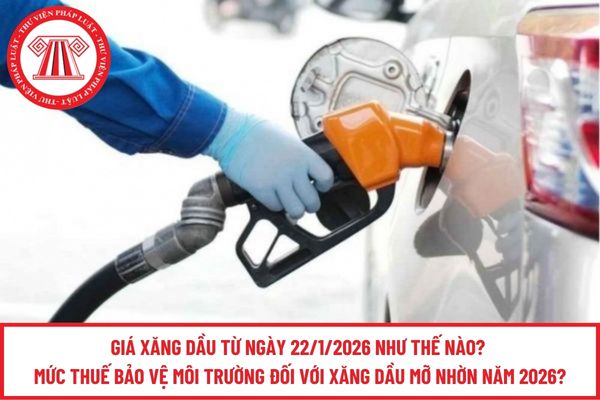 Pháp luật