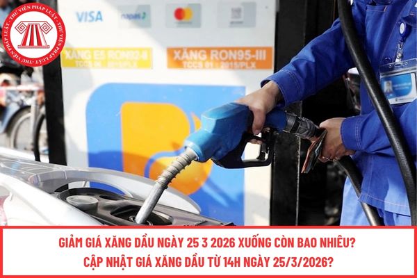 Pháp luật