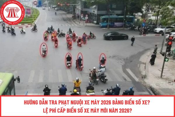 Pháp luật