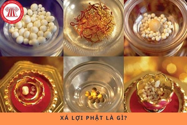 Pháp luật