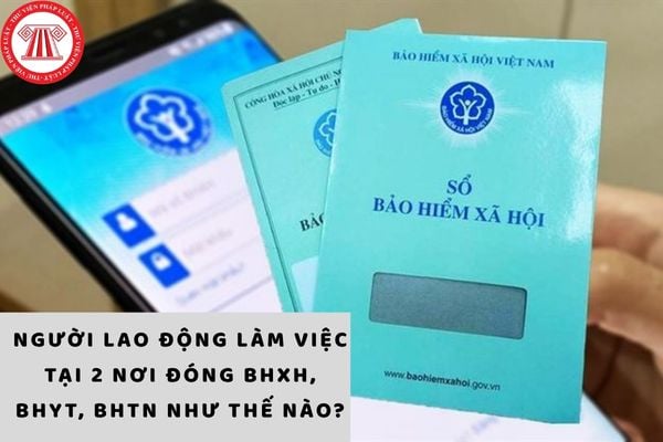 Pháp luật