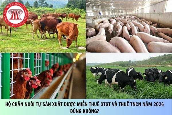 Hộ chăn nuôi tự sản xuất được miễn thuế GTGT và thuế TNCN năm 2026 đúng không?