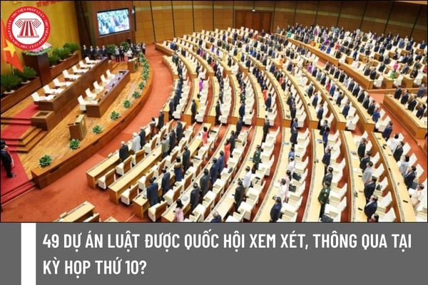 Pháp luật
