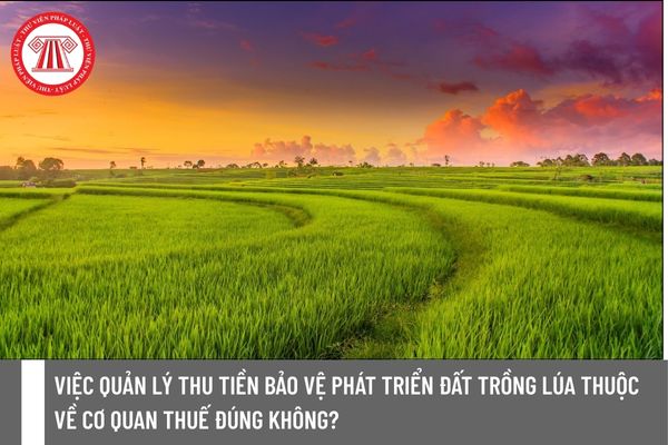 Việc quản lý thu tiền bảo vệ phát triển đất trồng lúa thuộc về cơ quan thuế đúng không?