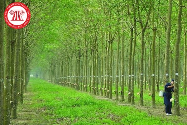 Hỏi đáp Pháp luật