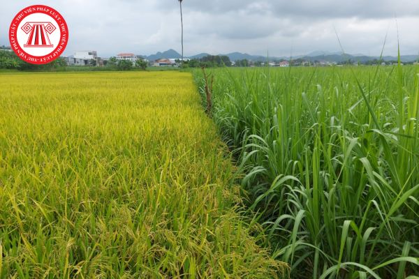 Hỏi đáp Pháp luật