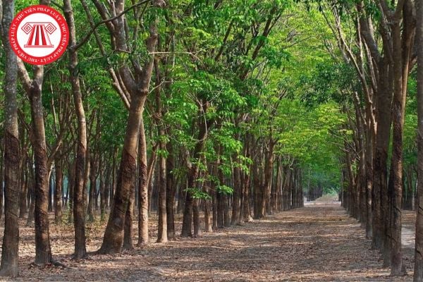 Pháp Luật Nhà Đất