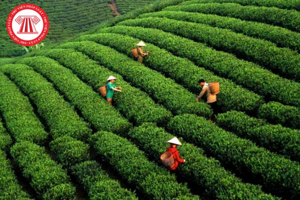 Pháp Luật Nhà Đất