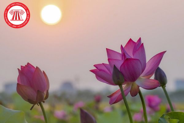 Pháp Luật Nhà Đất
