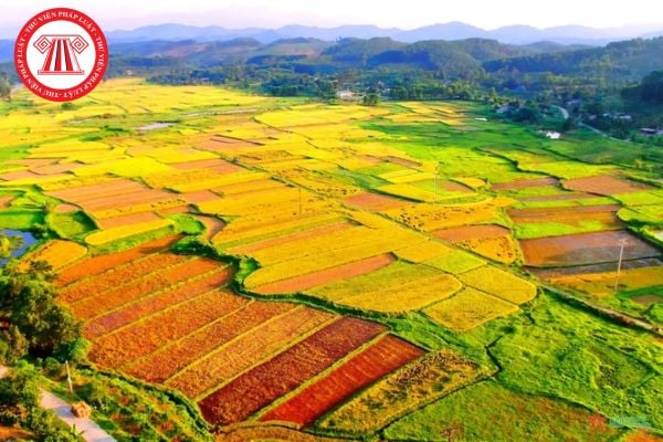 Chiếm đất là gì? Chiếm đất trồng lúa bị xử phạt bao nhiêu?