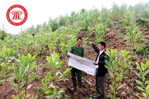 Tra cứu bảng Định mức giao rừng, cho thuê rừng mới nhất từ 27/11/2025