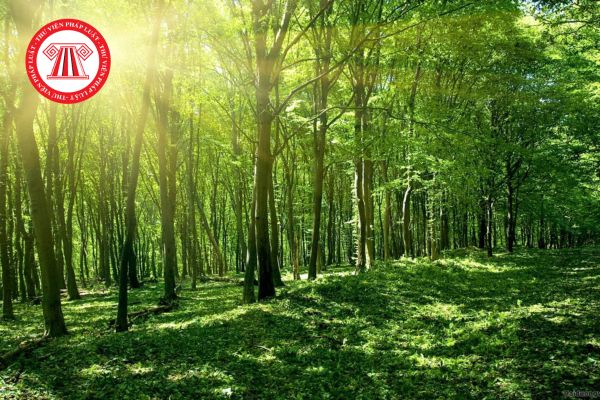  Chuyển đổi đất rừng tại Hòa Bình làm khu đô thị? Căn cứ chuyển mục đích sử dụng rừng sang mục đích khác quy định thế nào?