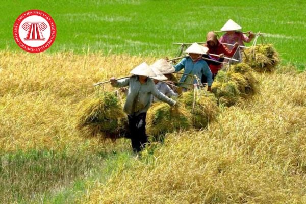 Hạn mức giao đất trồng lúa cho cá nhân trực tiếp sản xuất nông nghiệp là bao nhiêu?
