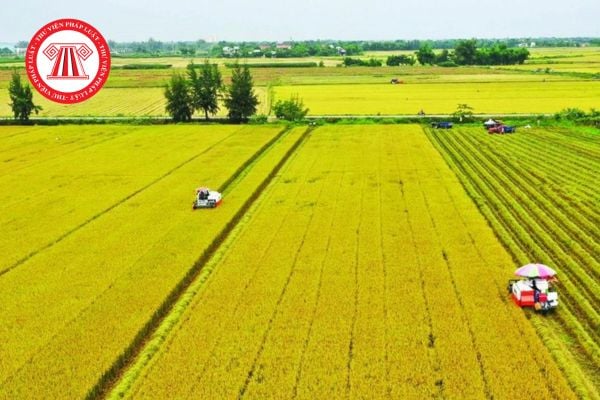 Quy định về thực hiện tập trung đất nông nghiệp chi tiết nhất năm 2025?