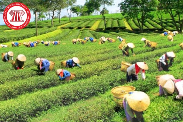 Hỏi đáp Pháp luật