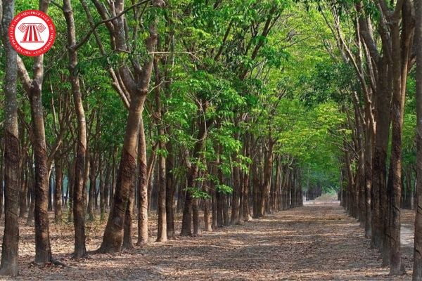 Pháp Luật Nhà Đất