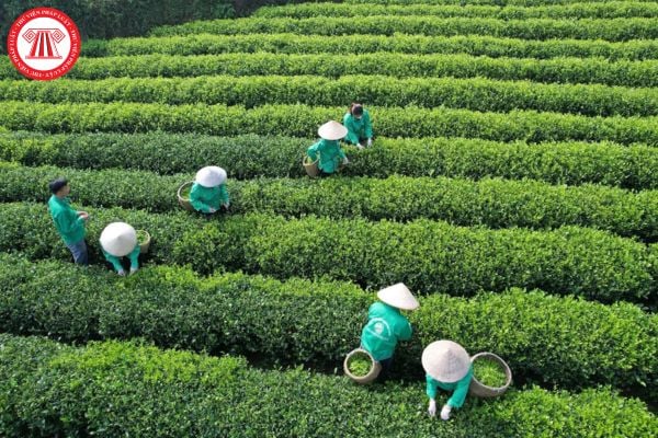 Pháp Luật Nhà Đất