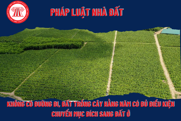 Không có đường đi, đất trồng cây hằng năm có đủ điều kiện chuyển mục đích sang đất ở?