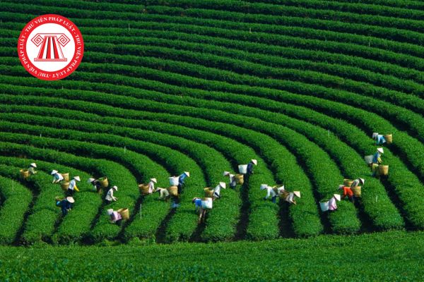 Pháp Luật Nhà Đất