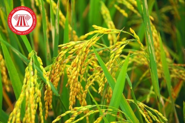 Pháp Luật Nhà Đất