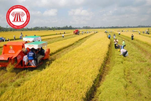 Thời hạn nộp thuế sử dụng đất nông nghiệp năm 2026 được quy định như thế nào?