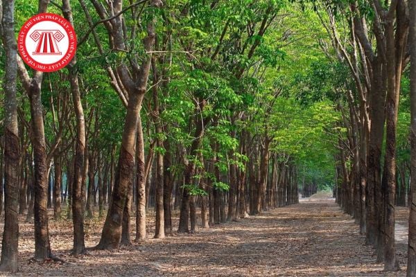 Điều kiện chuyển đất trồng cây lâu năm lên đất thổ cư năm 2026 cụ thể ra sao?