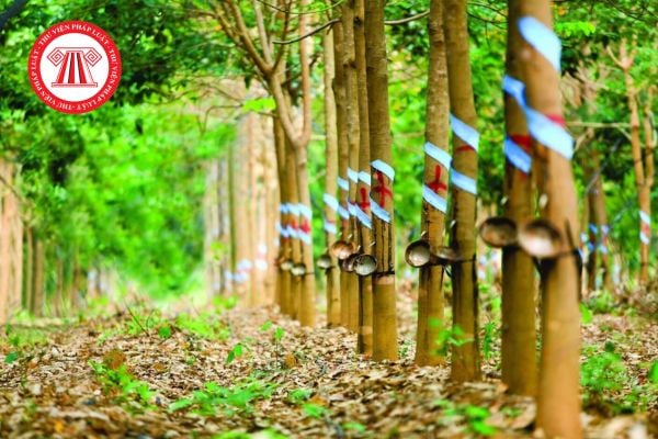 Mẫu đơn đề nghị chuyển đất trồng cây lâu năm lên đất thổ cư mới nhất 2026? 
