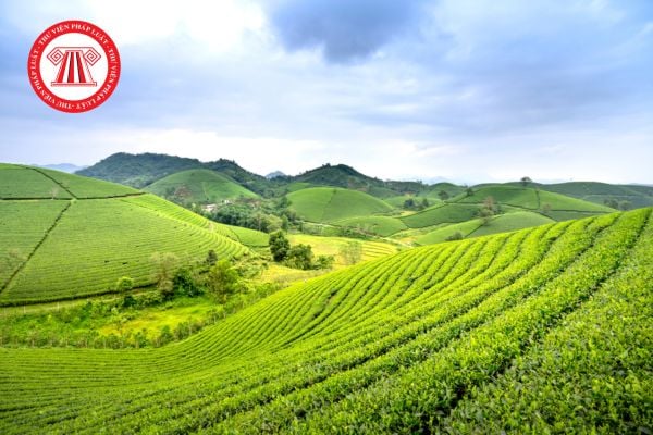 Tổng hợp Các hình thức xử phạt, biện pháp khắc phục hậu quả trong xử phạt hành chính trong lĩnh vực đất đai năm 2026?