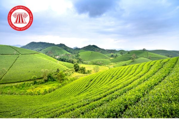 Tổng hợp các hình thức xử phạt, khắc phục hậu quả vi phạm hành chính trong lĩnh vực đất đai năm 2026 mới nhất? 