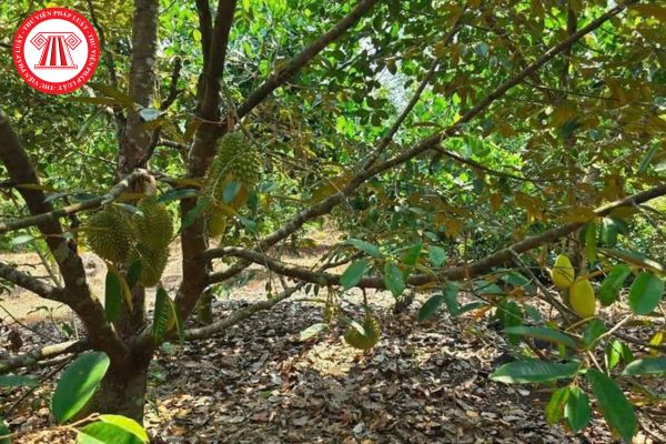 Pháp Luật Nhà Đất