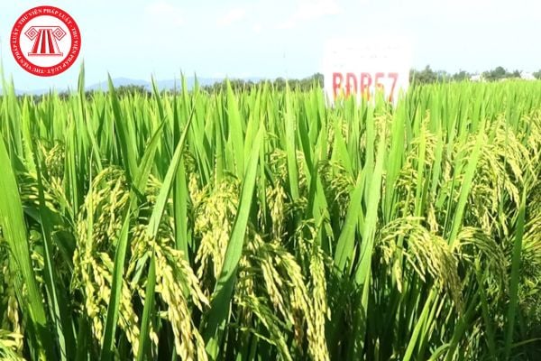 Pháp Luật Nhà Đất