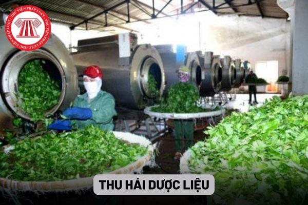 Thu hái dược liệu