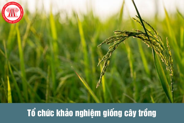 Khảo nghiệm giống cây trồng