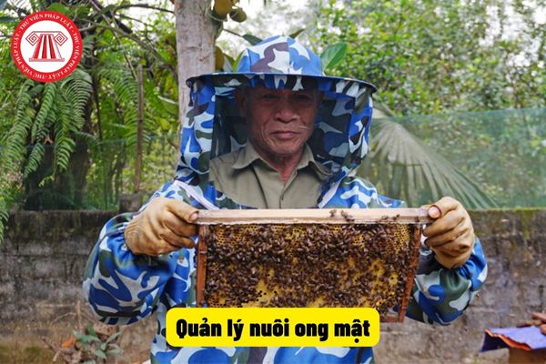 Quản lý nuôi ong mật