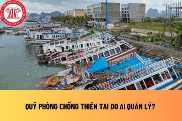Pháp luật