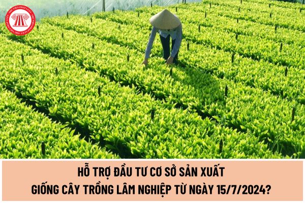 Hỗ trợ đầu tư cơ sở sản xuất giống cây trồng lâm nghiệp từ ngày 15/7/2024? Mức hỗ trợ như thế nào?