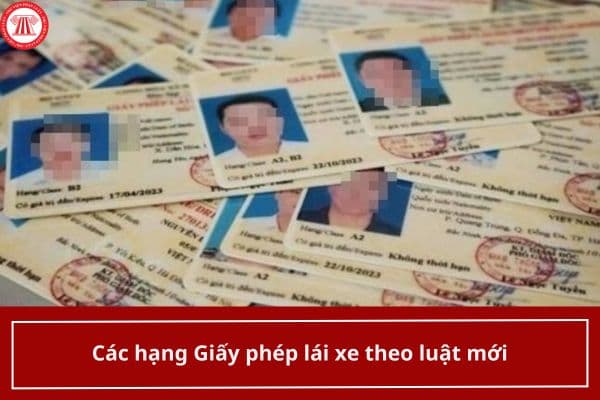 Pháp luật