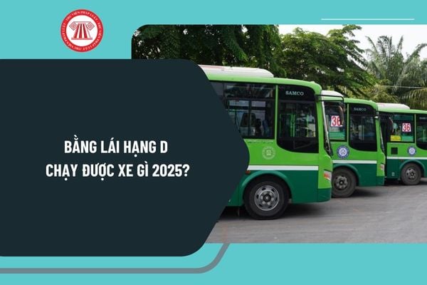 Bằng lái hạng D chạy được xe gì 2025? Bằng D có lái được xe tải không? Quy định về bằng lái hạng D năm 2025 ra sao?